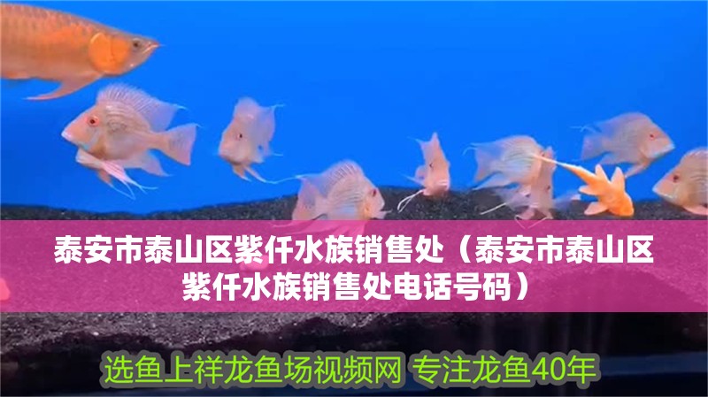 泰安市泰山區紫仟水族銷售處（泰安市泰山區紫仟水族銷售處電話號碼） 泰安市泰山區紫仟水族銷售處（泰安市泰山區紫仟水族銷售處電話號碼） 全國水族館企業名錄 第2張