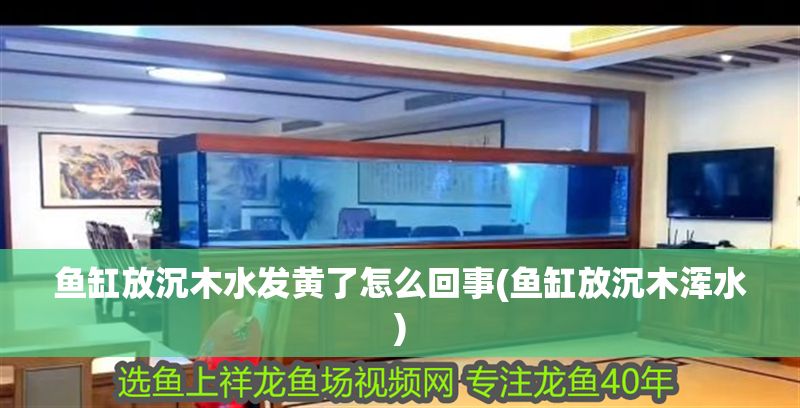 魚缸放沉木水發黃了怎么回事(魚缸放沉木渾水) 黃金貓魚百科 第1張 魚缸放沉木水發黃了怎么回事(魚缸放沉木渾水) 魚缸放沉木水發黃了怎么回事(魚缸放沉木渾水) 黃金貓魚百科 第1張