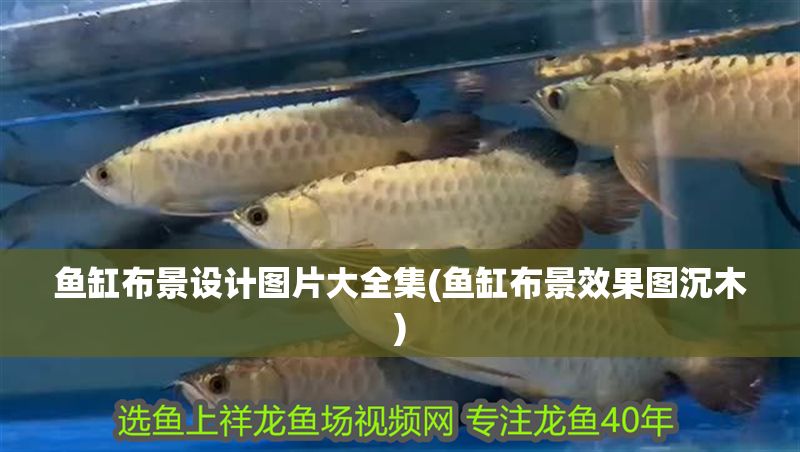 魚缸布景設(shè)計圖片大全集(魚缸布景效果圖沉木)