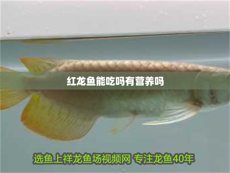 紅龍魚能吃嗎有營養(yǎng)嗎 紅龍魚能吃嗎有營養(yǎng)嗎 龍魚百科 第4張