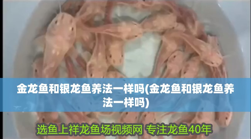 金龍魚和銀龍魚養(yǎng)法一樣嗎(金龍魚和銀龍魚養(yǎng)法一樣嗎)
