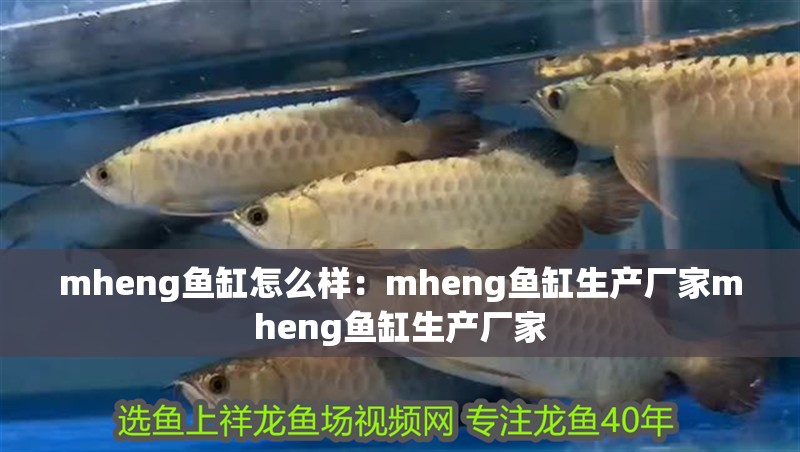 mheng魚缸怎么樣：mheng魚缸生產廠家mheng魚缸生產廠家