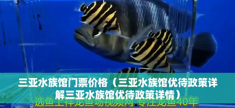 三亞水族館門票價格（三亞水族館優待政策詳解三亞水族館優待政策詳情）