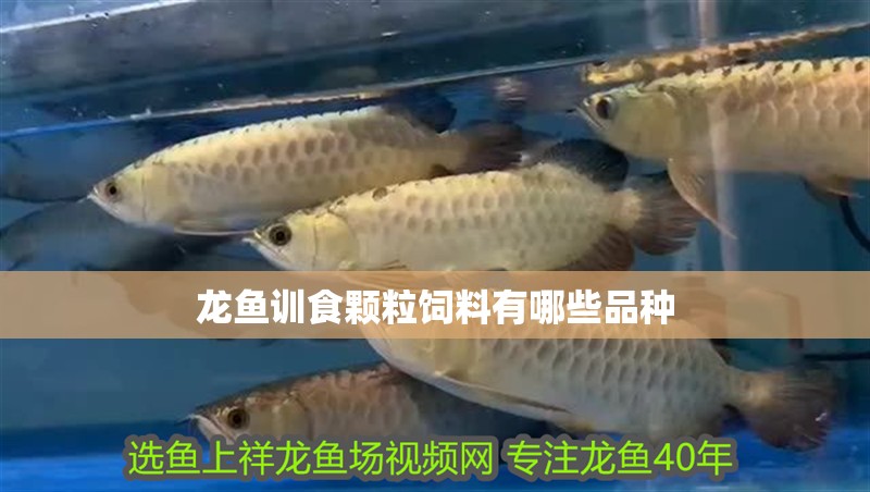 龍魚訓食顆粒飼料有哪些品種 龍魚訓食顆粒飼料有哪些品種 龍魚百科