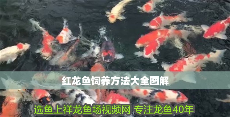 紅龍魚(yú)飼養(yǎng)方法大全圖解