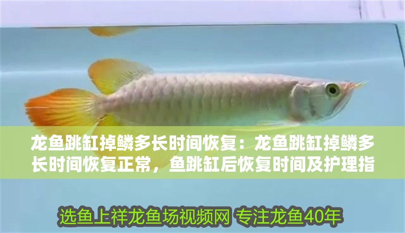 龍魚跳缸掉鱗多長(zhǎng)時(shí)間恢復(fù)：龍魚跳缸掉鱗多長(zhǎng)時(shí)間恢復(fù)正常，魚跳缸后恢復(fù)時(shí)間及護(hù)理指南