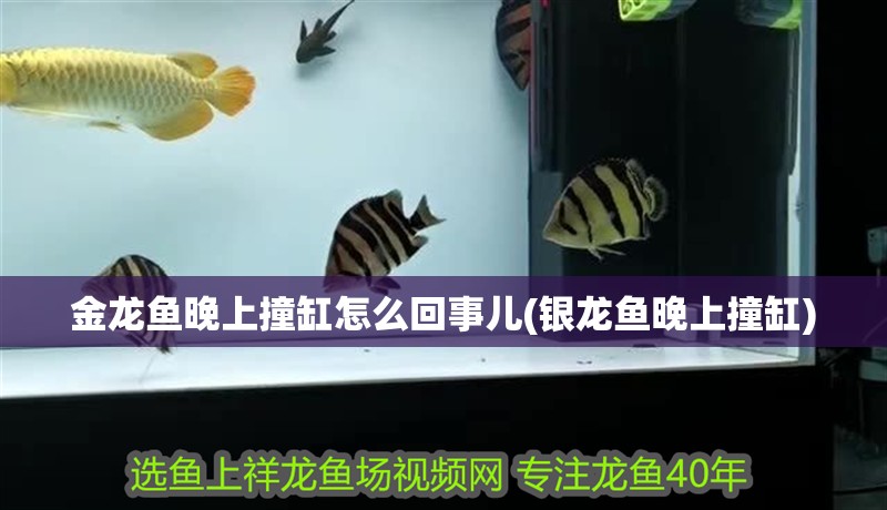 金龍魚(yú)晚上撞缸怎么回事兒(銀龍魚(yú)晚上撞缸)