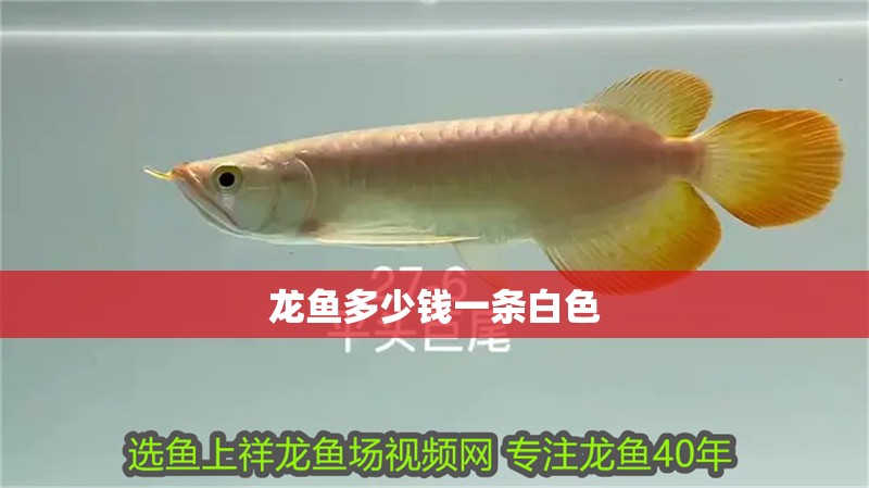 龍魚多少錢一條白色