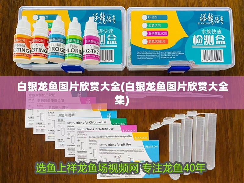 白銀龍魚圖片欣賞大全(白銀龍魚圖片欣賞大全集)