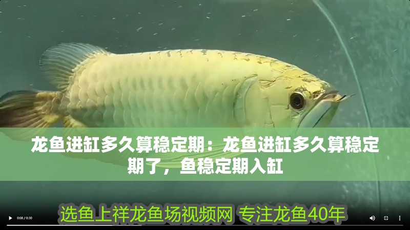 龍魚進(jìn)缸多久算穩(wěn)定期：龍魚進(jìn)缸多久算穩(wěn)定期了，魚穩(wěn)定期入缸