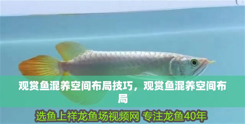 觀賞魚混養(yǎng)空間布局技巧，觀賞魚混養(yǎng)空間布局