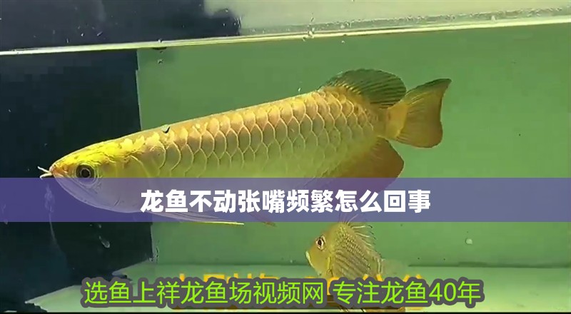 龍魚不動張嘴頻繁怎么回事