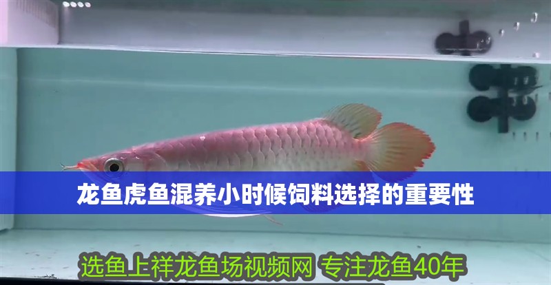 龍魚虎魚混養(yǎng)小時(shí)候飼料選擇的重要性