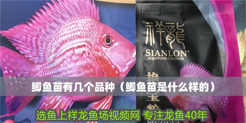 鯽魚苗有幾個品種（鯽魚苗是什么樣的）