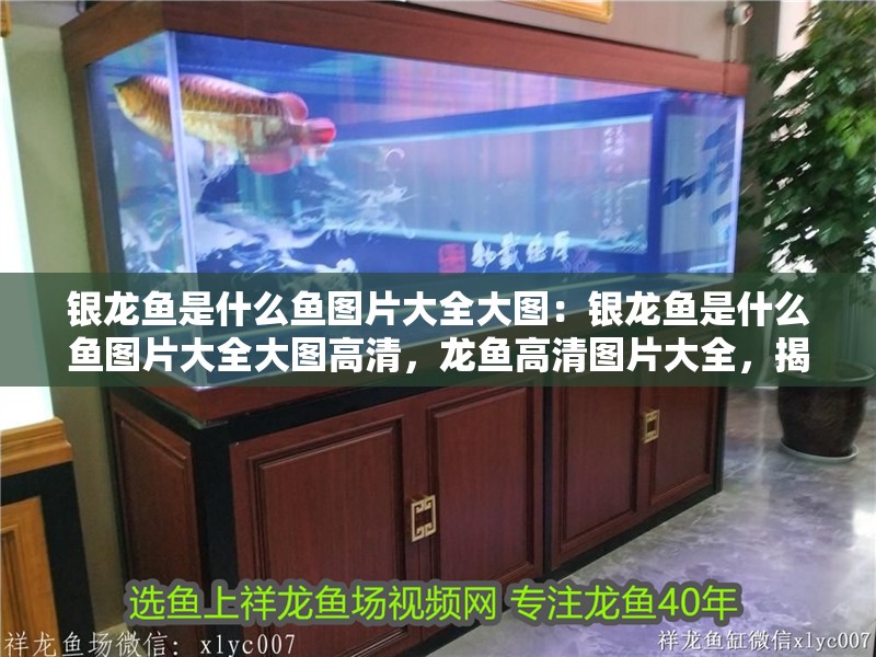 銀龍魚是什么魚圖片大全大圖：銀龍魚是什么魚圖片大全大圖高清，龍魚高清圖片大全，揭秘神秘魚類