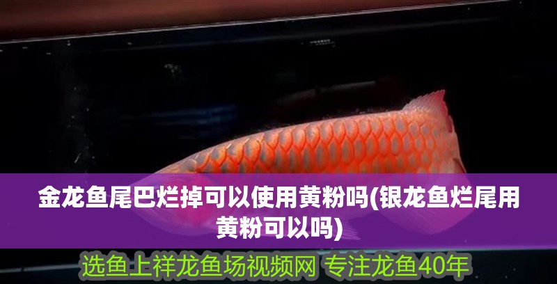 金龍魚尾巴爛掉可以使用黃粉嗎(銀龍魚爛尾用黃粉可以嗎) 金龍魚尾巴爛掉可以使用黃粉嗎(銀龍魚爛尾用黃粉可以嗎) 銀龍魚百科