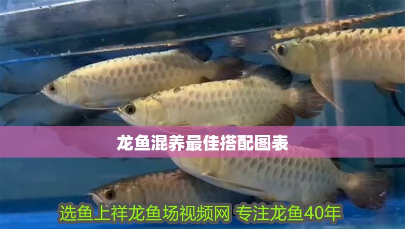 龍魚混養最佳搭配圖表