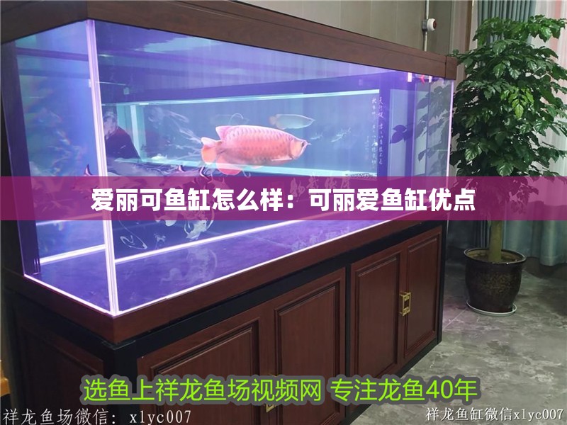 愛麗可魚缸怎么樣：可麗愛魚缸優點