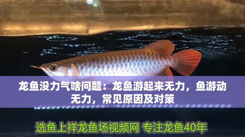 龍魚沒力氣啥問題：龍魚游起來無力，魚游動無力，常見原因及對策