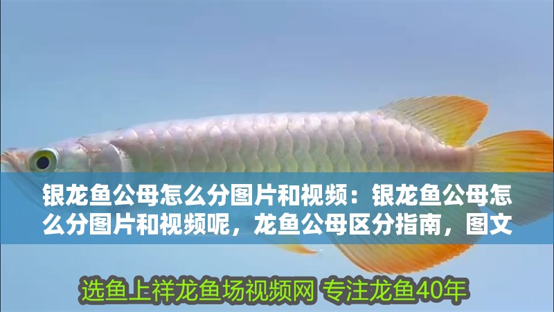 銀龍魚公母怎么分圖片和視頻：銀龍魚公母怎么分圖片和視頻呢，龍魚公母區分指南，圖文視頻