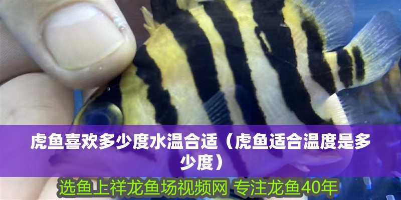 虎魚喜歡多少度水溫合適（虎魚適合溫度是多少度） 虎魚喜歡多少度水溫合適（虎魚適合溫度是多少度） 虎魚百科