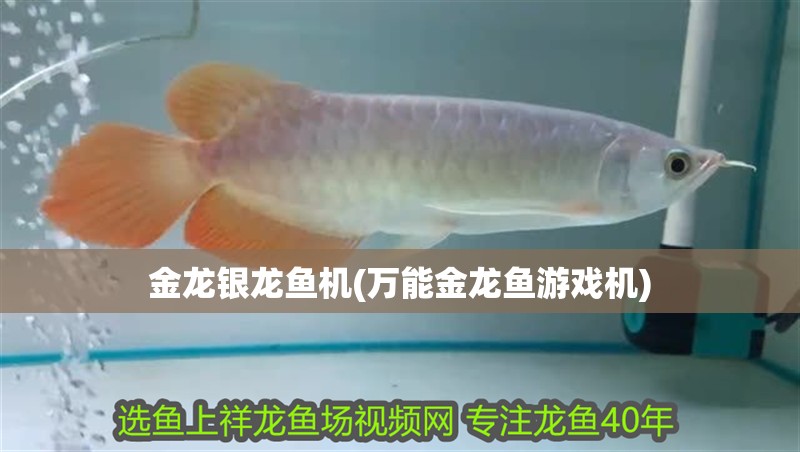 金龍銀龍魚機(jī)(萬能金龍魚游戲機(jī))