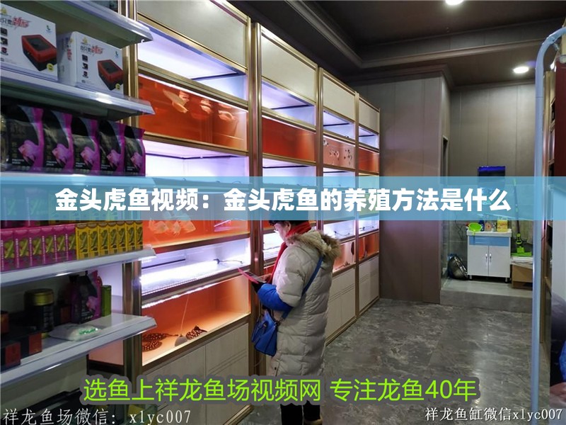 金頭虎魚視頻：金頭虎魚的養(yǎng)殖方法是什么 金頭虎魚視頻：金頭虎魚的養(yǎng)殖方法是什么 虎魚百科