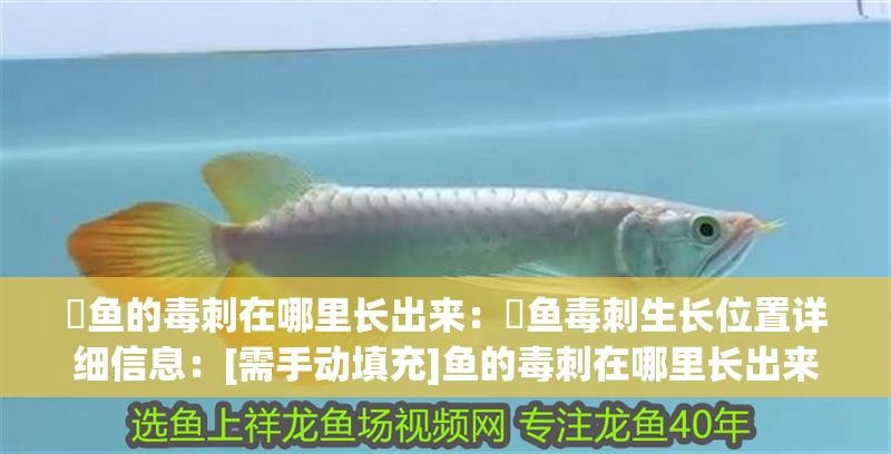 魟魚的毒刺在哪里長出來：魟魚毒刺生長位置詳細(xì)信息：[需手動填充]魚的毒刺在哪里長出來