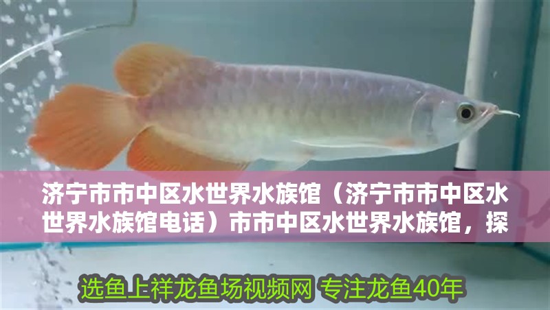 濟寧市市中區水世界水族館（濟寧市市中區水世界水族館電話）市市中區水世界水族館，探索海底奇觀，體驗水生生物的魅力