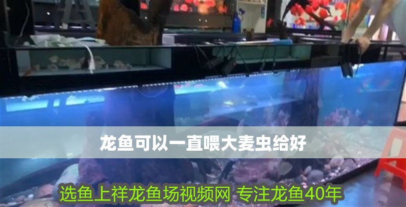 龍魚可以一直喂大麥蟲給好