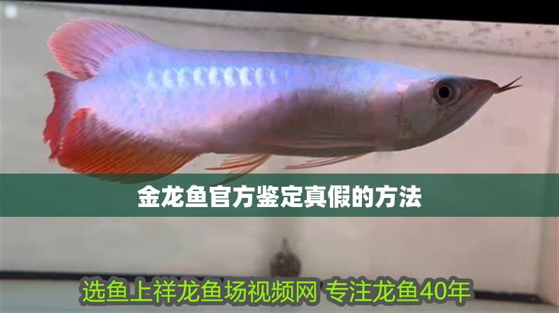 金龍魚(yú)官方鑒定真假的方法