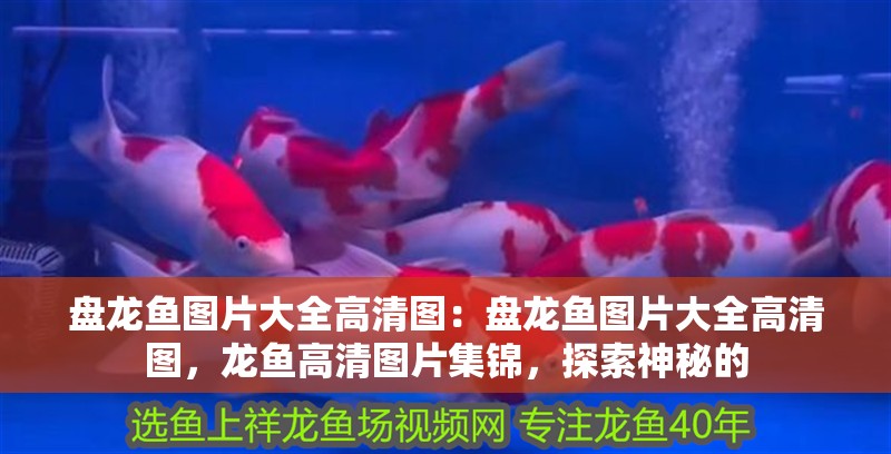 盤龍魚圖片大全高清圖：盤龍魚圖片大全高清圖，龍魚高清圖片集錦，探索神秘的