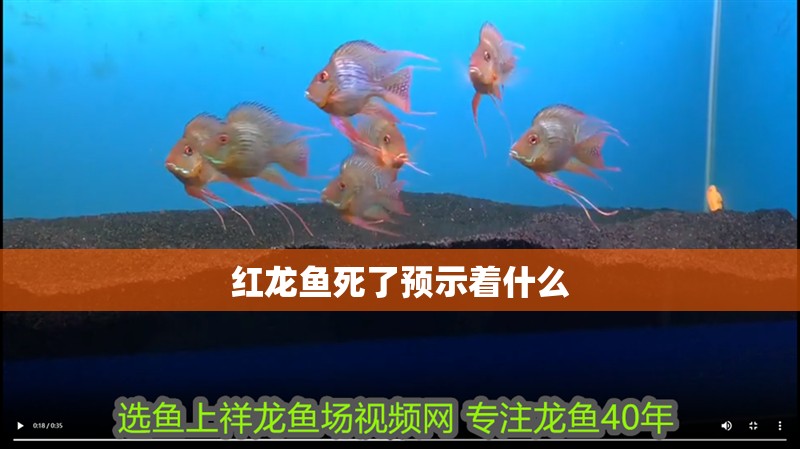紅龍魚死了預(yù)示著什么