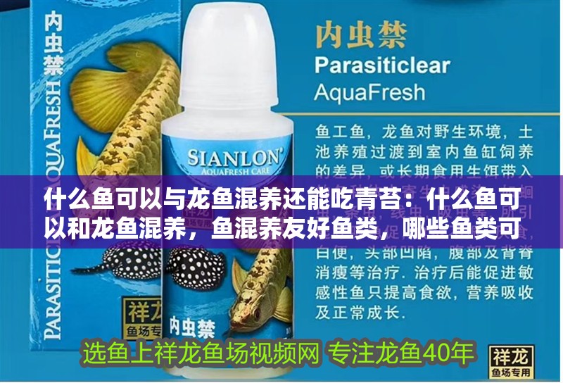 什么魚可以與龍魚混養還能吃青苔：什么魚可以和龍魚混養，魚混養友好魚類，哪些魚類可以與龍魚和諧共