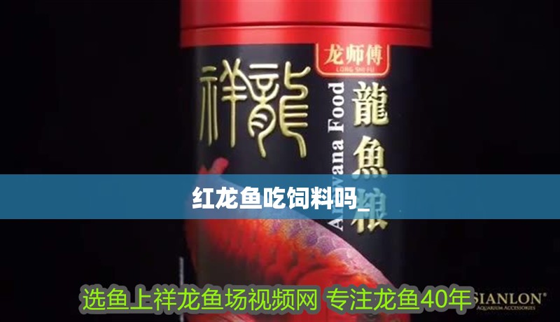 紅龍魚(yú)吃飼料嗎_