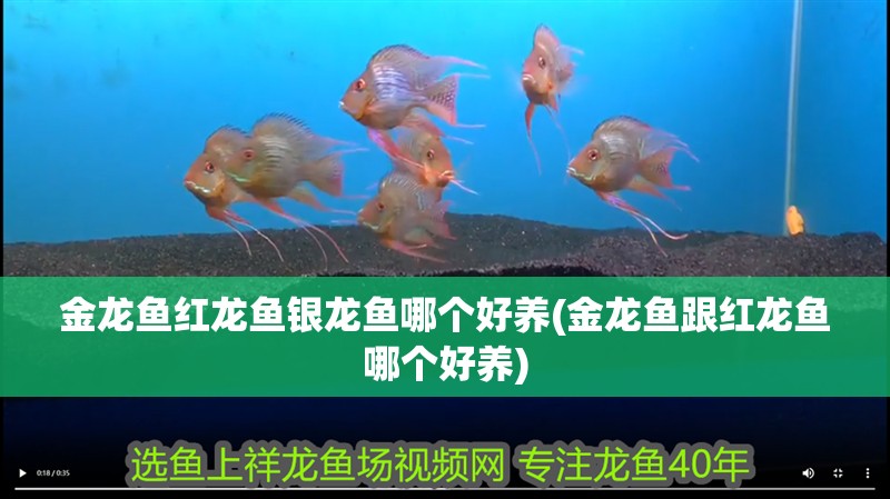 金龍魚紅龍魚銀龍魚哪個好養(金龍魚跟紅龍魚哪個好養)