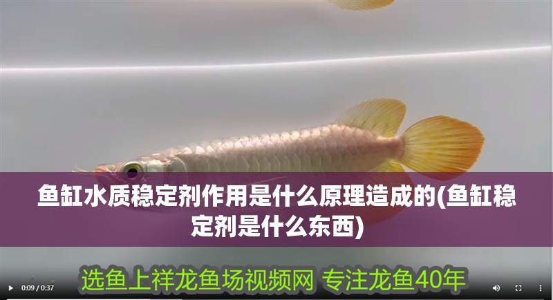 魚缸水質穩定劑作用是什么原理造成的(魚缸穩定劑是什么東西) 魚缸水質穩定劑作用是什么原理造成的(魚缸穩定劑是什么東西) 銀龍魚百科