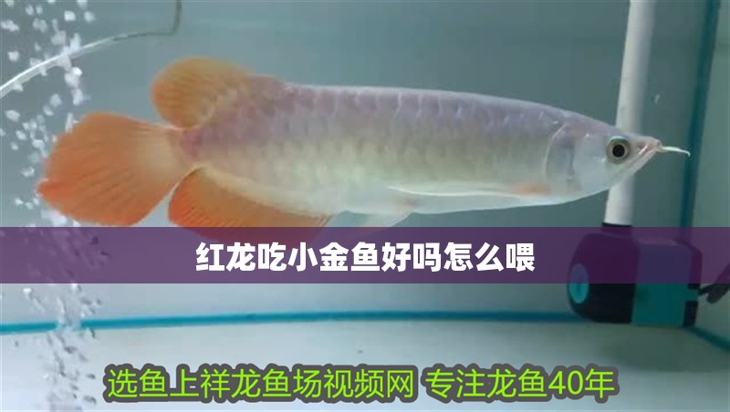 紅龍吃小金魚好嗎怎么喂