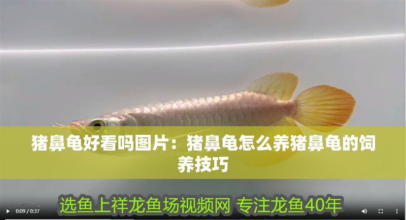 豬鼻龜好看嗎圖片：豬鼻龜怎么養(yǎng)豬鼻龜?shù)娘曫B(yǎng)技巧