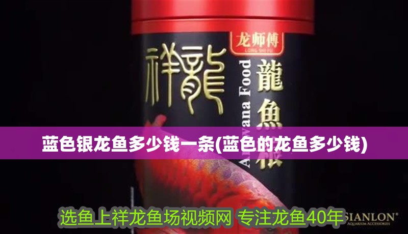 藍色銀龍魚多少錢一條(藍色的龍魚多少錢)