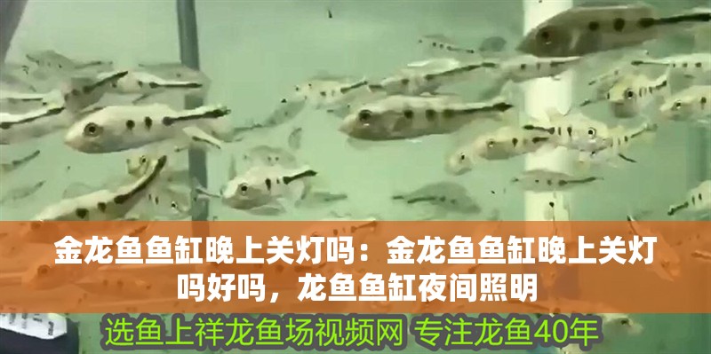 金龍魚魚缸晚上關燈嗎：金龍魚魚缸晚上關燈嗎好嗎，龍魚魚缸夜間照明
