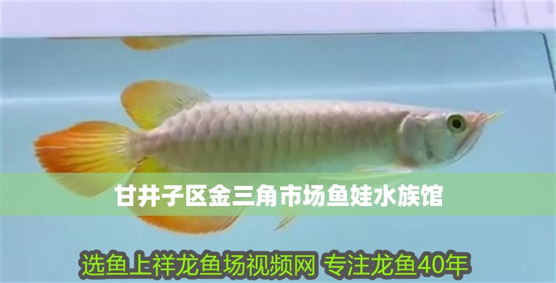 甘井子區(qū)金三角市場(chǎng)魚娃水族館 甘井子區(qū)金三角市場(chǎng)魚娃水族館 全國(guó)水族館企業(yè)名錄 第2張