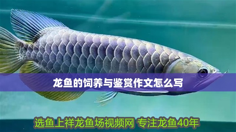 龍魚的飼養(yǎng)與鑒賞作文怎么寫