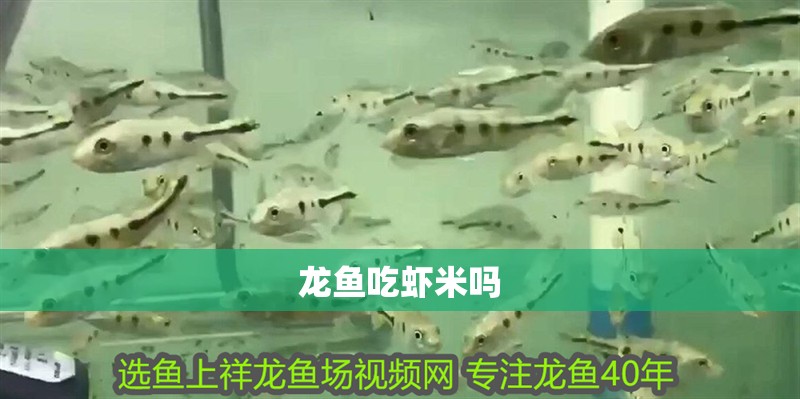 龍魚吃蝦米嗎