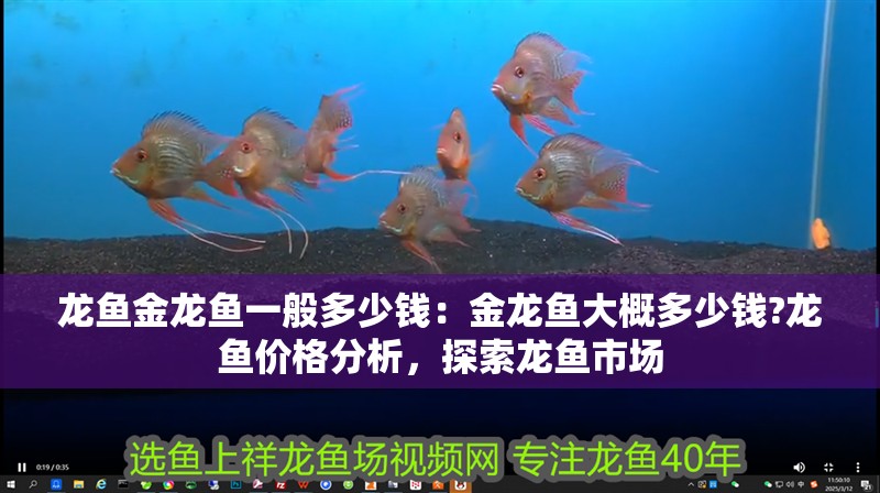 龍魚金龍魚一般多少錢：金龍魚大概多少錢?龍魚價格分析，探索龍魚市場