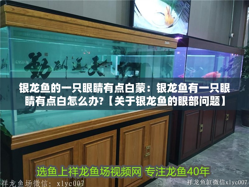 銀龍魚的一只眼睛有點白蒙：銀龍魚有一只眼睛有點白怎么辦?【關于銀龍魚的眼部問題】