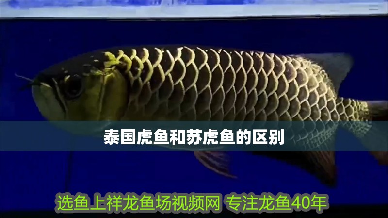 泰國虎魚和蘇虎魚的區(qū)別