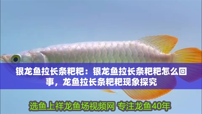 銀龍魚拉長條粑粑：銀龍魚拉長條粑粑怎么回事，龍魚拉長條粑粑現象探究