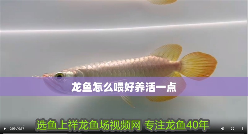 龍魚怎么喂好養活一點