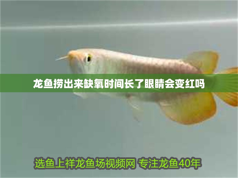 龍魚撈出來缺氧時間長了眼睛會變紅嗎 龍魚撈出來缺氧時間長了眼睛會變紅嗎 龍魚百科 第2張